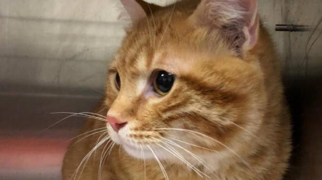 Kayıp kedi 10 yıl sonra evine geri döndü