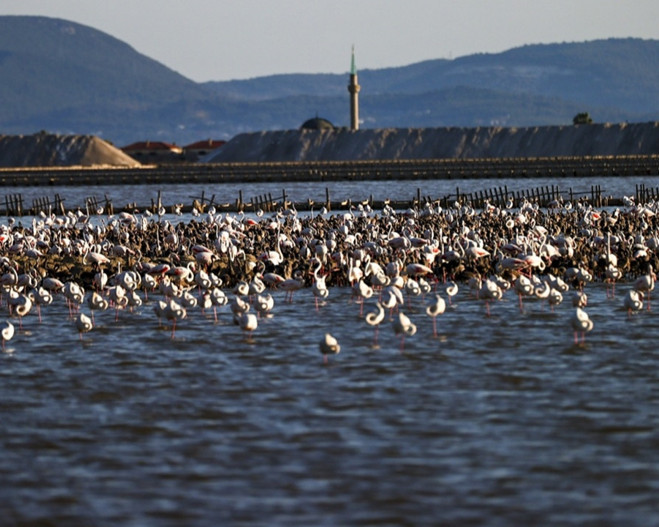 Gediz Deltası'nda 18 bin flamingo yavrusu dünyaya gözlerini açtı