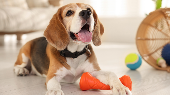 Yeni araştırma: Köpeğiniz sadece yüzünüze bakarak üzgün olduğunuzu anlayabilir