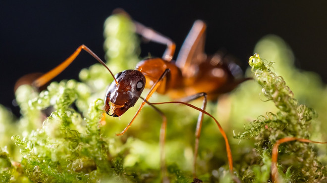 Bebek karıncalar, hastalanınca ölmek için 'yalvarıyor'