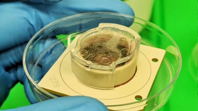 Bilim insanları 200 bin nörona bilgisayar oyunu oynattı: 'Bunu nasıl yaptıklarını bilmiyoruz'