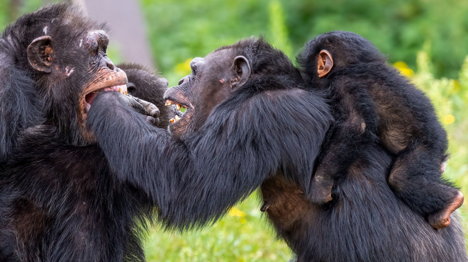 30 yıldır takip edilen 200 şempanze arasında 'iç savaş' çıktı
