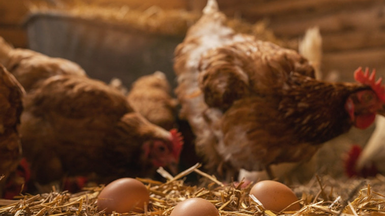 Köy yumurtası hüsranı ve horoz figürü