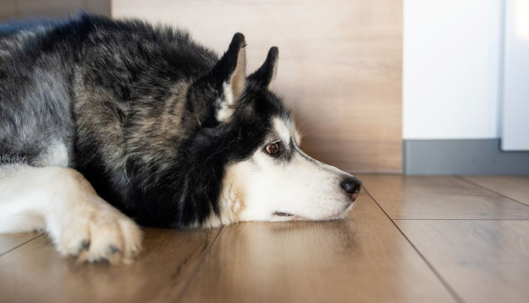 İnsanlardan stres kokusu alan köpekler daha karamsar