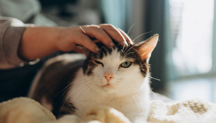 Bilim anlattı: Kediler hakkında yanlış bilinen 4 yaygın efsane