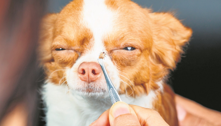 Kene, köpekler ve koltuk sevdalıları