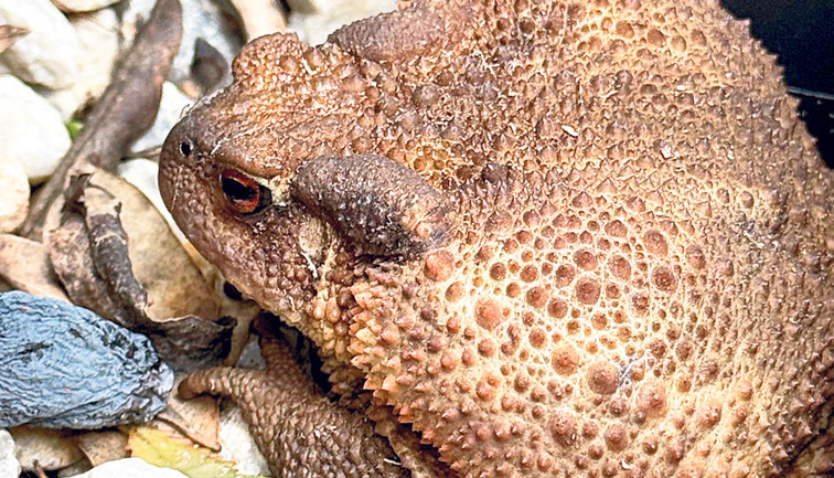 Mahallenin en tuhaf komşusu: Kara kurbağası