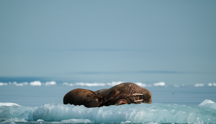 Arktik tarihin en sıcak yılını yaşadı: Isınma rekoru, zincirleme etkiler yarattı