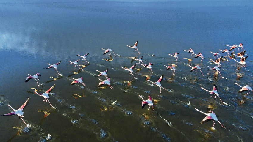 Flamingolar konusunda Tuz Gölü sadece Türkiye için değil, tüm Akdeniz havzası için çok önemli bir alan. Fakat gölün kurumasına ramak kaldı