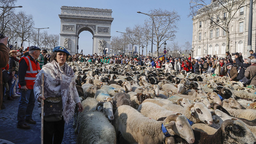 Champs-Elysees'de (Şanzelize Caddesi) koyun defilesi