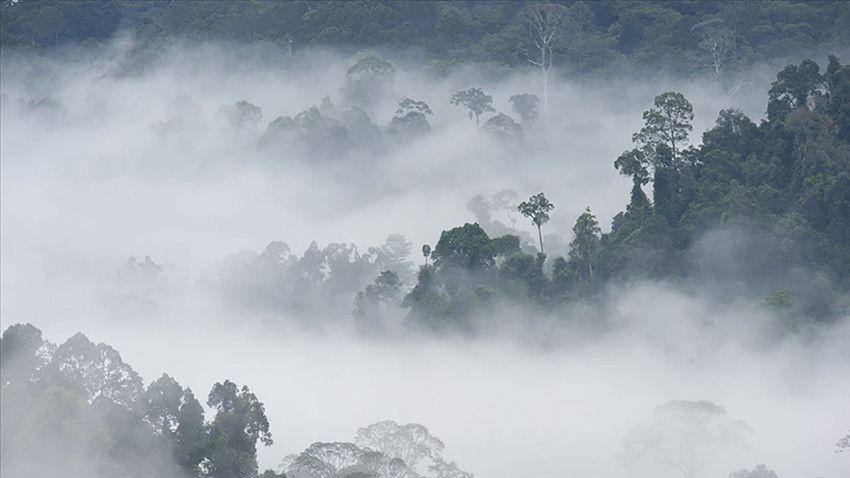 Amazon yağmur ormanları için kritik eşik uyarısı