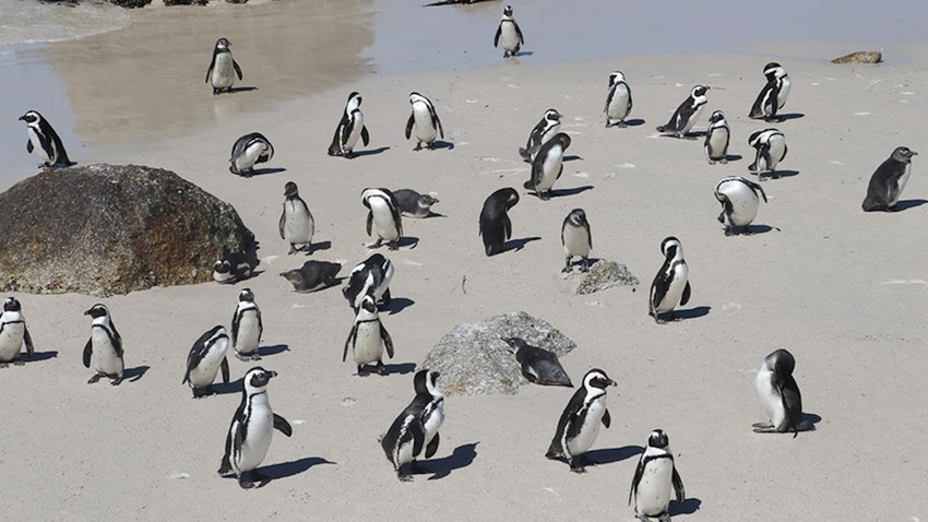 Afrika penguenlerinin soyu tükenme tehdidiyle karşı karşıya