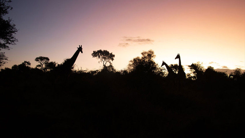 Afrika'nın 5 büyükleri'ne ev sahipliği yapan safari mekanı: Kruger Ulusal Parkı