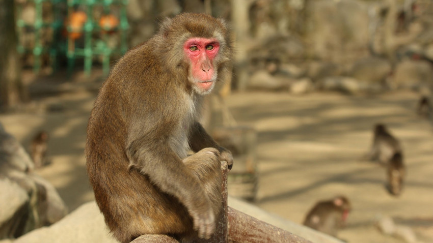 Grubunun dişi alfası Yakei. Ocak 2022 (Takasakiyama Natural Zoological Garden via The New York Times)