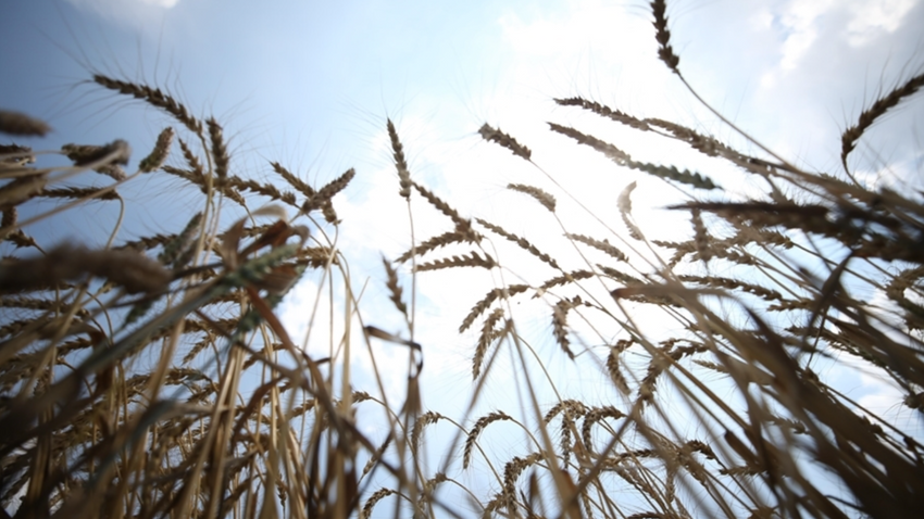 Rusya-Ukrayna savaşı sonrası Afrika'da buğday fiyatları yüzde 60 arttı
