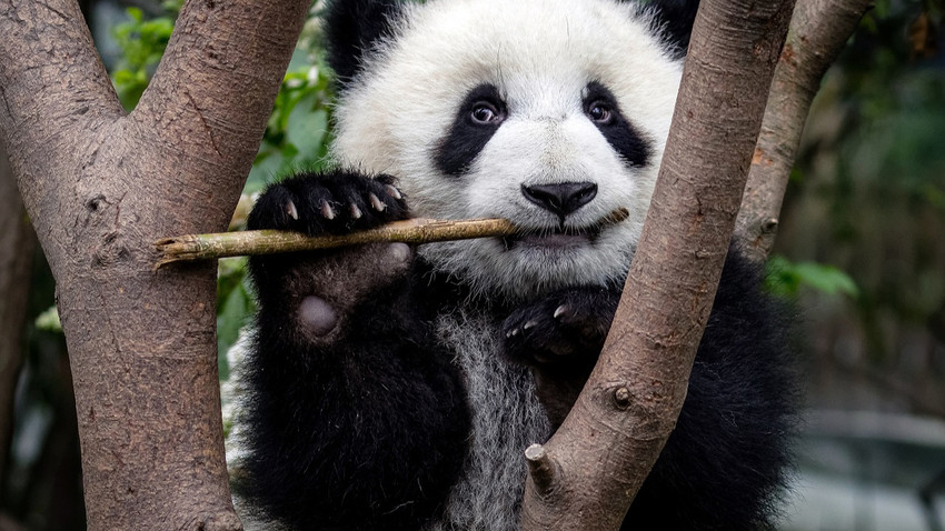 Sharon Fisher tarafından sağlanan bir fotoğraf, Çin'deki Chengdu Dev Panda Yetiştiriciliği Araştırma Üssü'nde başparmak benzeri bir parmak yardımıyla bambu tutan dev bir pandayı gösteriyor. (The New York Times aracılığıyla Sharon Fisher)
