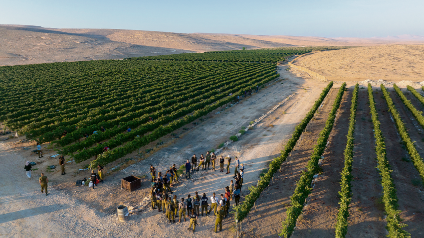 İsrail’in Negev Çölü yakınlarındaki bir üzüm bağı