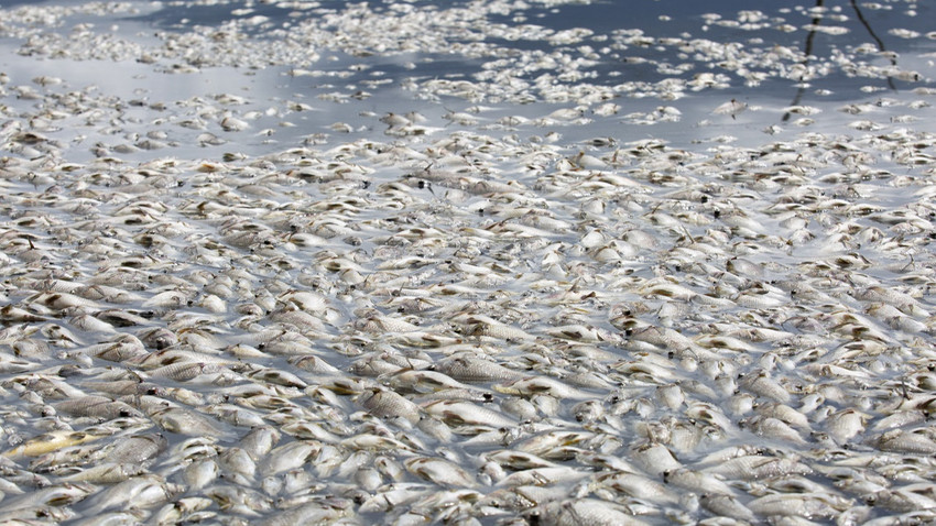 Polonya'da Oder Nehri'ndeki balık ölümlerinin sebebini bulana 220 bin dolar ödül