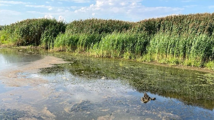 On ton balığın öldüğü Oder Nehri'nde büyük çapta su yosunu yayıldığı tespit edildi