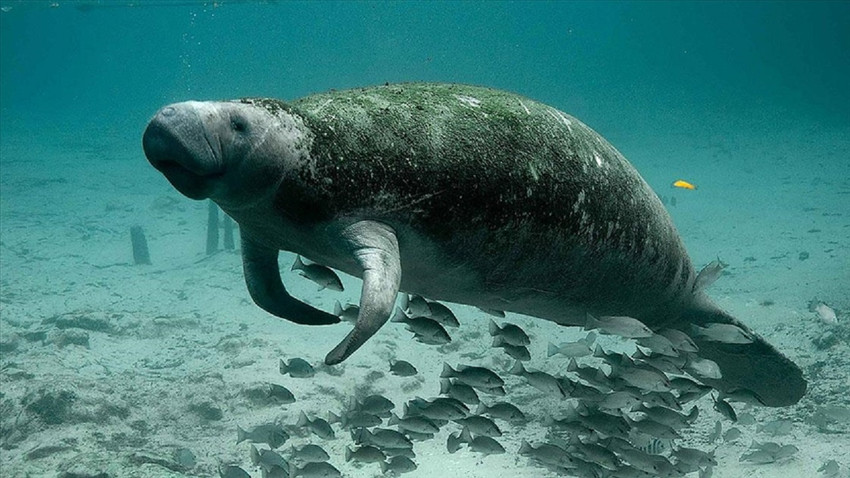 Çin'de deniz kızı masallarına ilham veren dugongların soyu tükeniyor