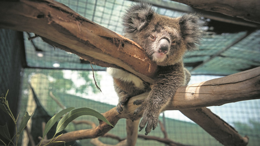 Avustralya’nın Adelaide eyaletinde kurtarılan bir koala (Matthew Abbott/The New York Times)
