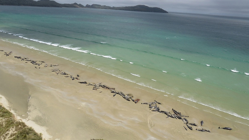 Yeni Zelanda'da 240 balina karaya vurdu