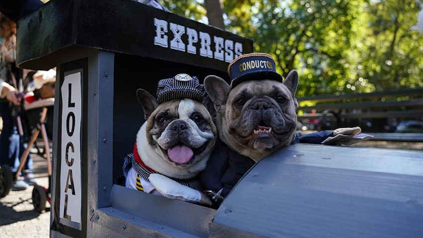 New York'ta köpekler Cadılar Bayramı'nın en iyisi olmak için yarıştı