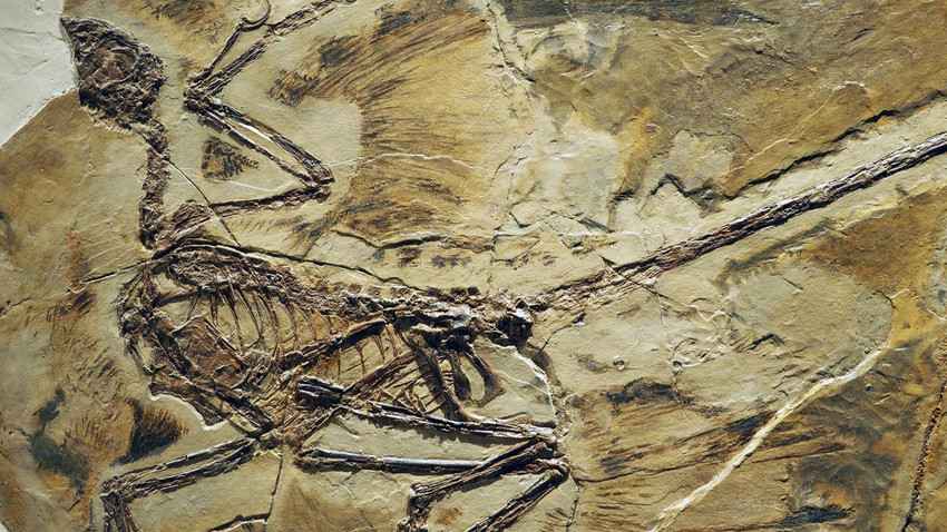 Dinozorların beslenmesine ışık tutacak fosil bulundu