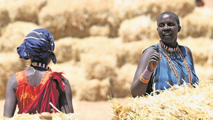 Kenya’da iklim değişikliğinin şiddetlendirdiği kuraklık, özellikle kırsal  bölgeleri vurdu.  (Simon Maina/AFP via Getty Images)