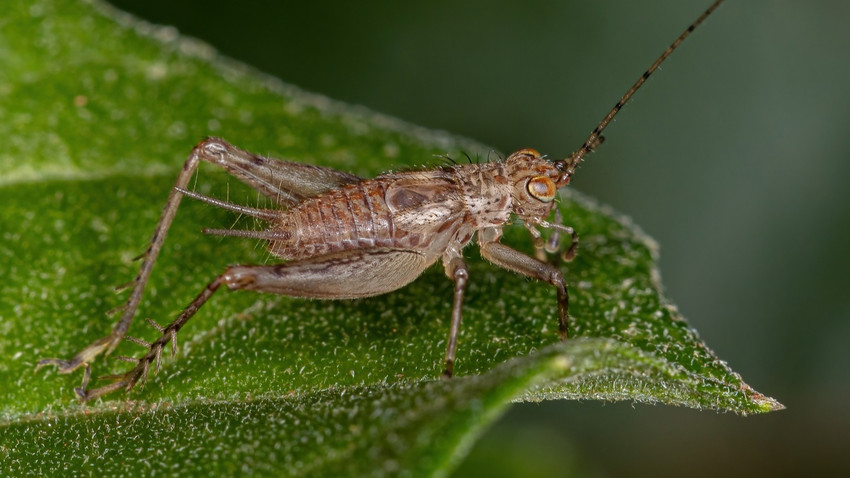 AB'de 24 Ocak'tan itibaren cırcır böceği tozu gıdaların içerisinde belli bir oranda yer alabilecek