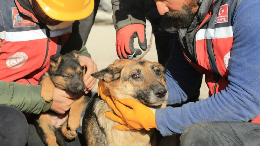 Diyarbakır'da yıkılan binanın enkazından bir köpek ve 2 yavrusu çıkarıldı.