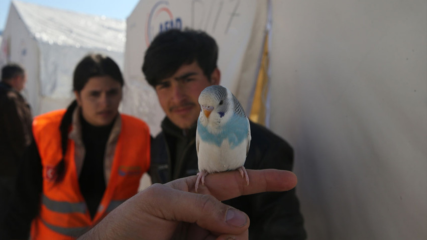 Muhabbet kuşu Maviş'in çıkardığı sıra dışı sesle depreme uykuda yakalanmadılar