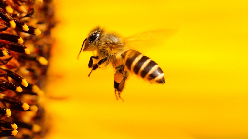 Sıcaklıklar böcek ilaçlarının arılar üzerindeki olumsuz etkisini artırıyor