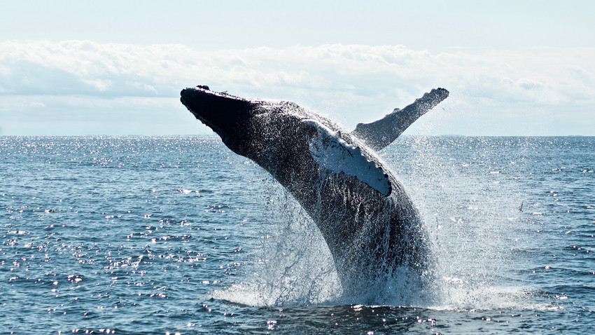 Bilim insanları, gizemi çözmeye çalışıyor: Balinalar neden kanser olmaz?