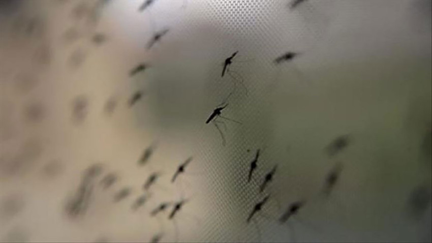 Sivrisinek salyası, insan bağışıklığını savunmasız bırakıyor