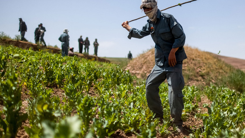 Taliban haşhaş yerine sebze ekimini teşvik etmeye çalışıyor: Et satışı ve tüketimi yasaklandı