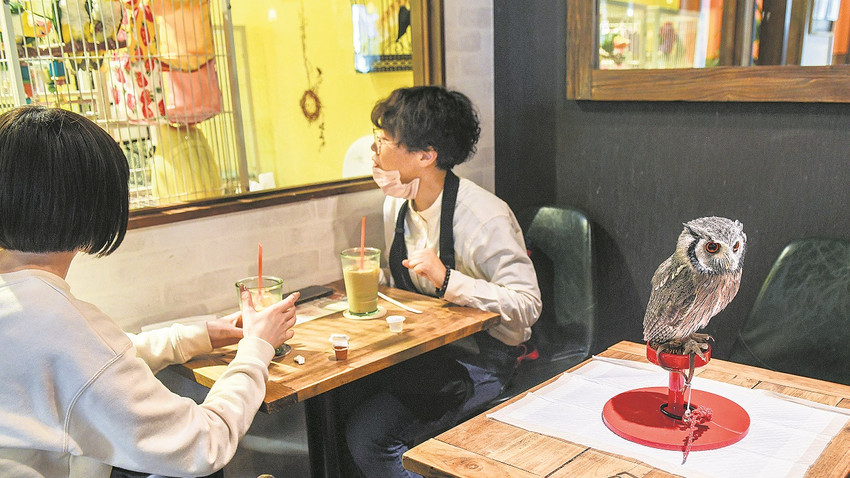 Japonya’da baykuş “sevdiren” bir kafe