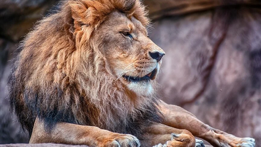 Dünyanın en yaşlı vahşi aslanı Loonkiito öldürüldü