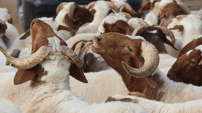 Kurban Bayramı ne zaman başlayacak ve kaç gün sürecek?