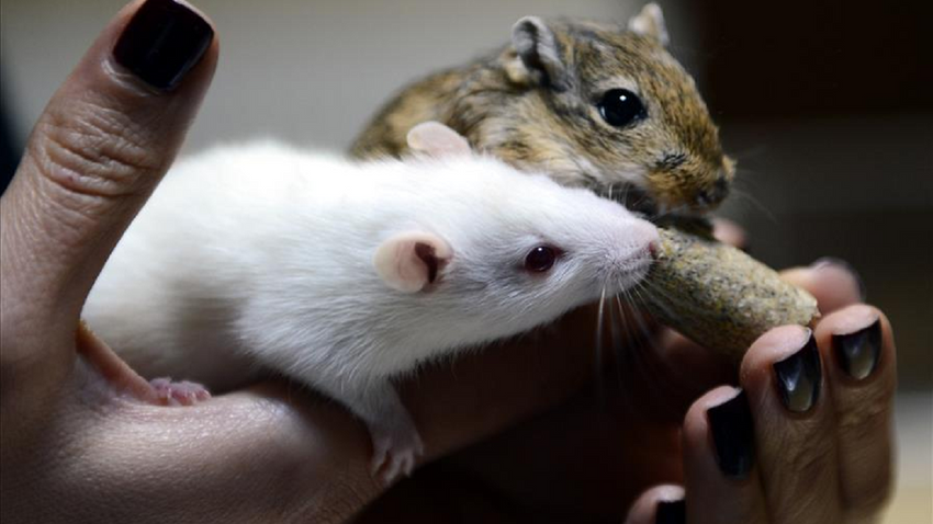 Kanada kozmetik ürünlerin hayvanlar üzerinde test edilmesini yasakladı