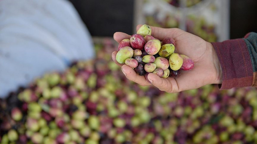 Zeytin üreticileri ihracat kısıtlaması istedi: Üç ay sonra sofralık zeytin kalmayacak