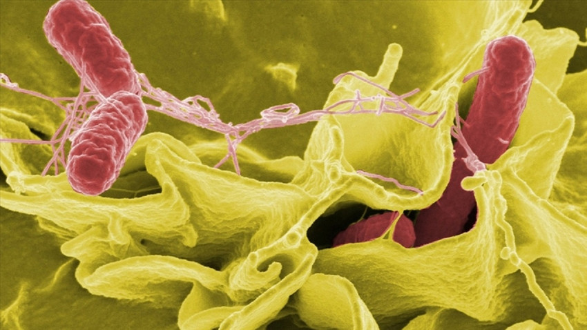 ABD'de Salmonella salgını: 6 kişi hastaneye kaldırıldı