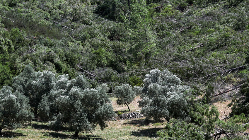 Muğla'nın Milas ilçesindeki Akbelen Ormanı'nda 24 Temmuz Pazartesi sabahından beri ağaç kesimi sürüyor