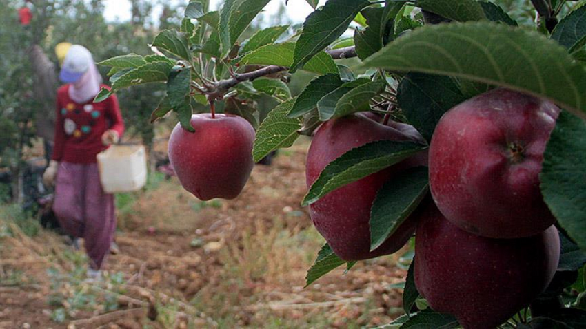 Temmuz ayında üretici ile market arasındaki fiyat farkında zirve yüzde 390,7 ile elmada