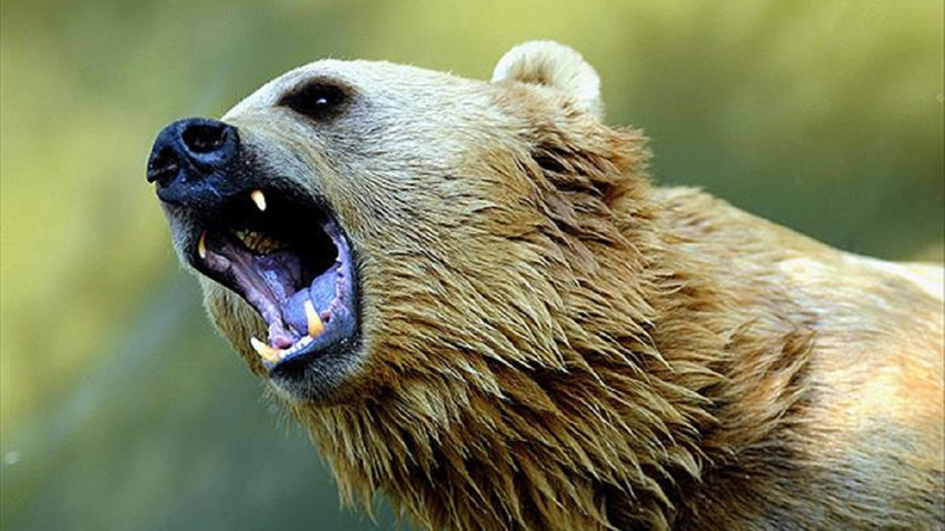 ABD'de Yellowstone Ulusal Parkı'ndaki boz ayıların koruma statüsünün kaldırılması tartışılıyor