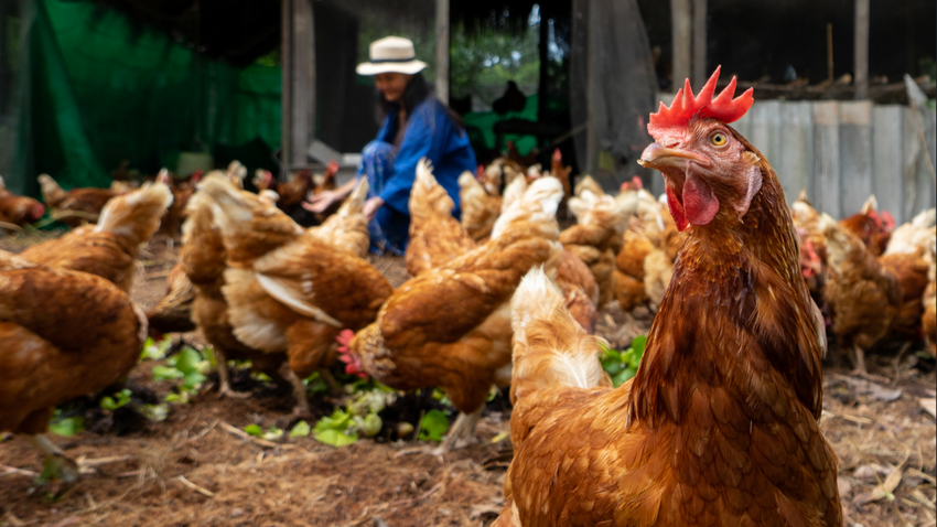 Bakanlık çalışma başlattı: Tavuk fiyatlarındaki artış ihracat yasağını gündeme getirdi