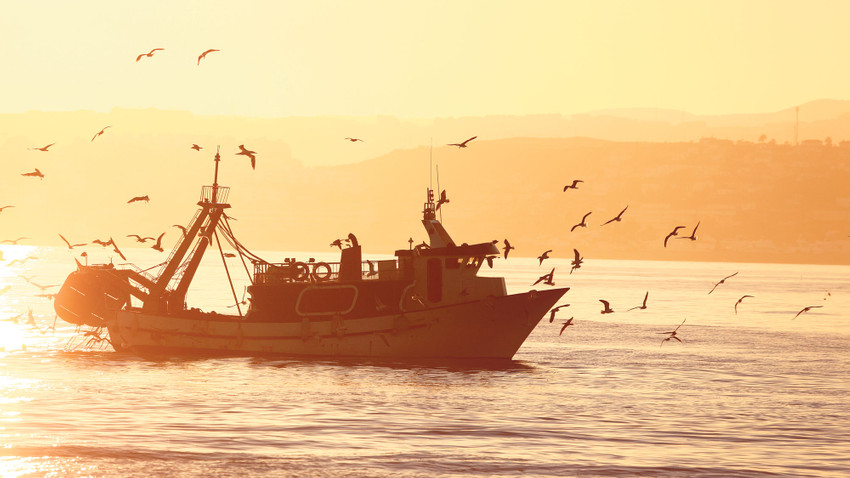 Sıcak hava dalgaları balıklarla beraber martıları da öldürüyor.