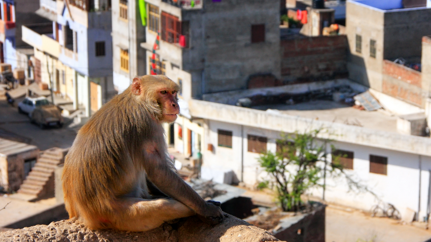 Yeni Delhi sokaklarından bir makak maymunu
