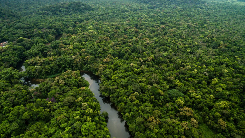 Brezilya'da Amazon yağmur ormanlarına yapılan tahribatta dikkat çeken düşüş
