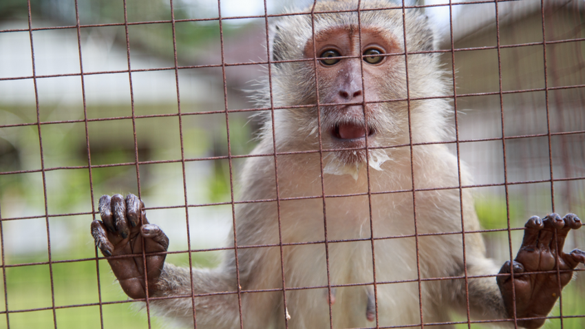 Musk'tan Neuralink açıklaması: Hiçbir maymun ölmedi, çipler ölmek üzere olanlara takılıyor